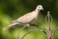 collared-dove61046